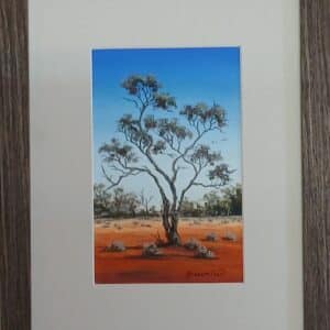 Gidgee Tree