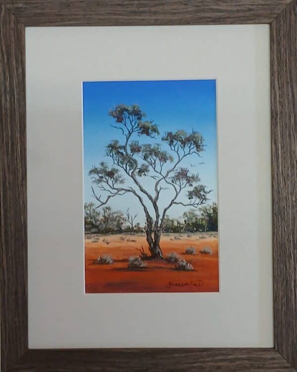 Gidgee-Tree.jpg