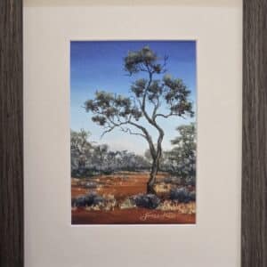 Gidgee
